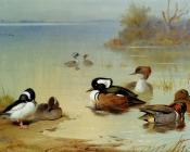 Buffel Headed Duck American Green Winged Teal And Hooded Merganser - 阿奇博尔德·索伯恩